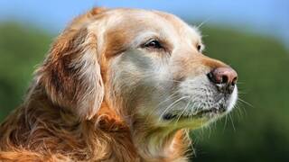 Los veterinarios coinciden: la demencia canina afecta a más del 60% de los perros de 15 años o más