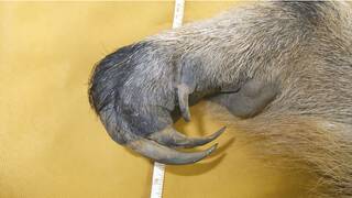 La evolucin no para de crear a la misma bestia depredadora en distintos continentes y los cientficos no saben explicarlo