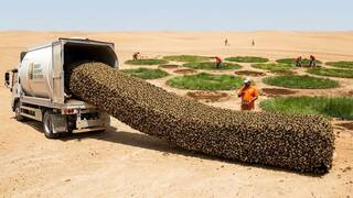 Millones de abejas congeladas fracasan en el Sáhara: colmenas derretidas a 70 °C y miles de millones de árboles muertos