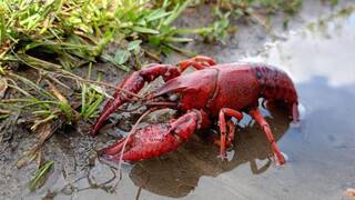 Un arist�crata solt� miles de cangrejos rojos en el Guadalquivir en 1974: 50 a�os despu�s, la invasi�n es irreversible