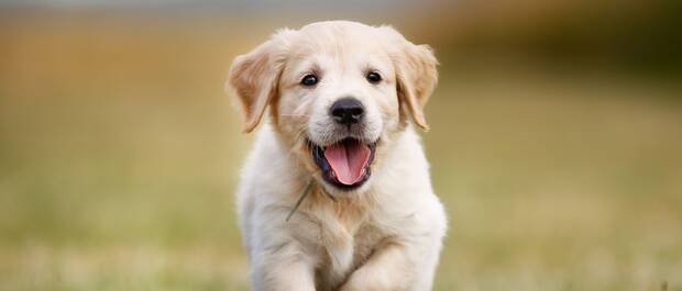 Perro