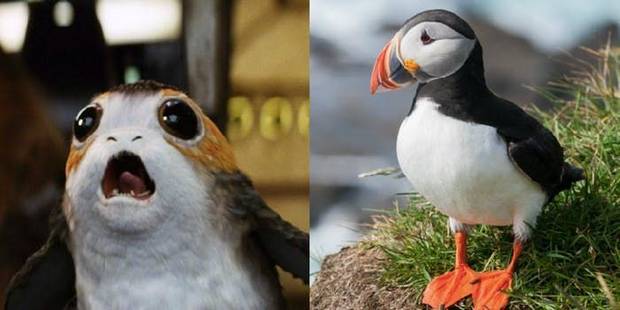 Los Porg