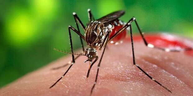 Mosquito