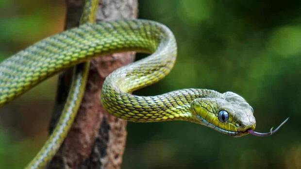 serpiente