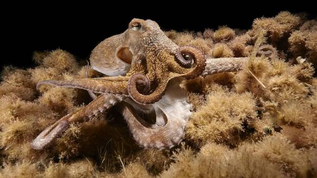 Pulpo