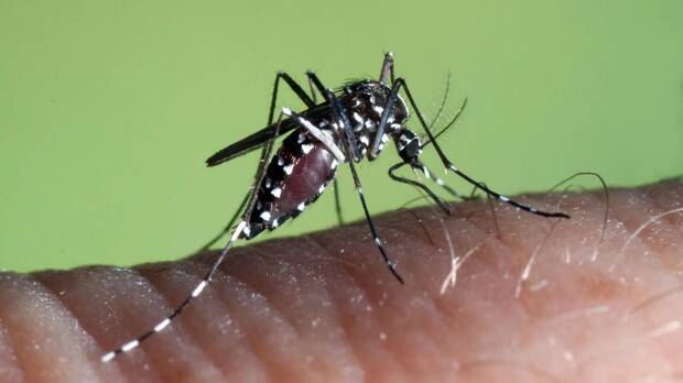 Mosquito