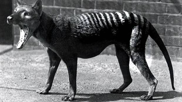 Tigre de Tasmania