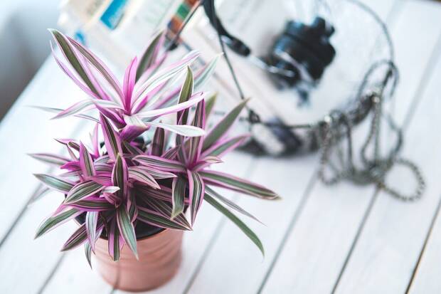 planta purificadora