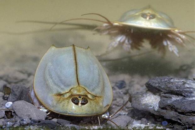 triops en el agua