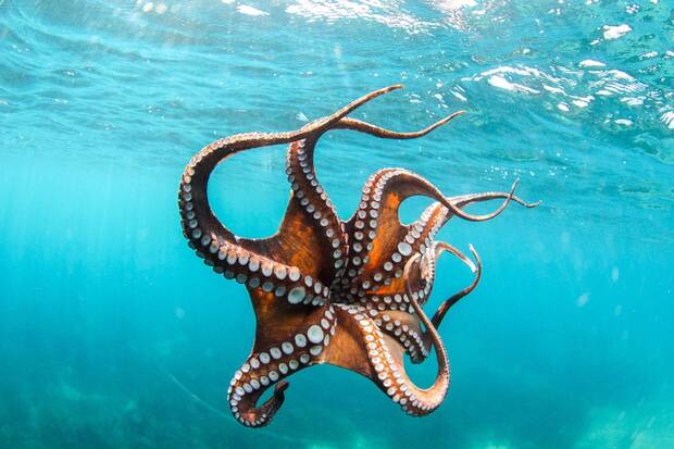 Pulpo