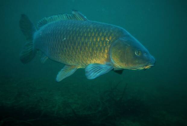 Carpa