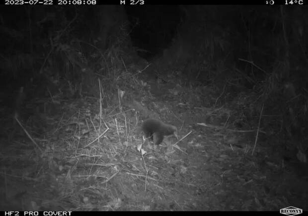 equidna captado por las c�maras