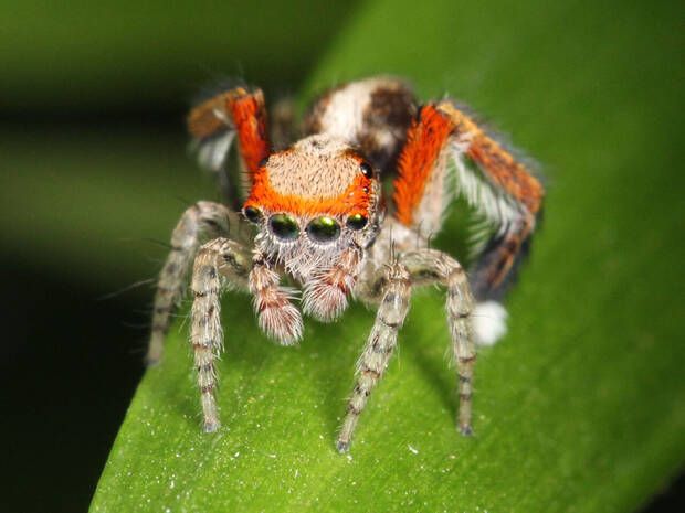 Araña