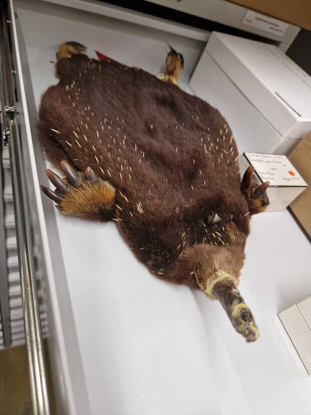 animal disecado