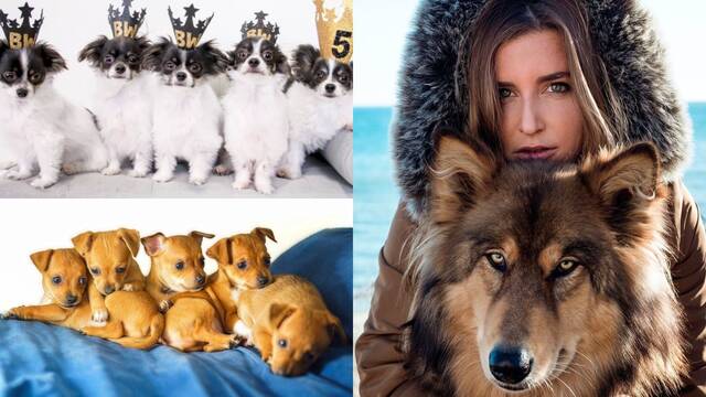 En Instagram están clonando mascotas famosas fallecidas y ganando dinero con ello