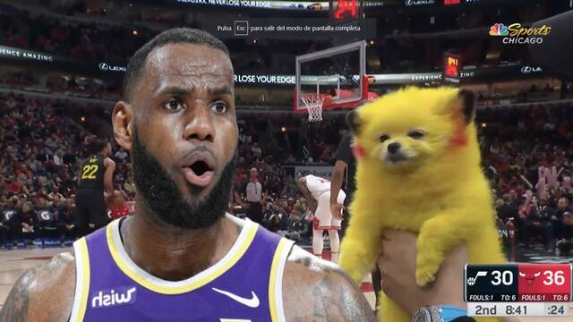 El perro Pikachu vuelve a ser viral en la NBA y multan a su dueo con 200 dlares