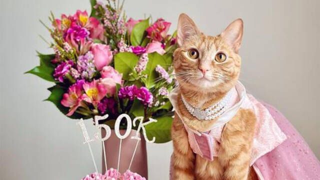 Una famosa influencer desvela qué gana por publicar fotos de su gata en redes como TikTok