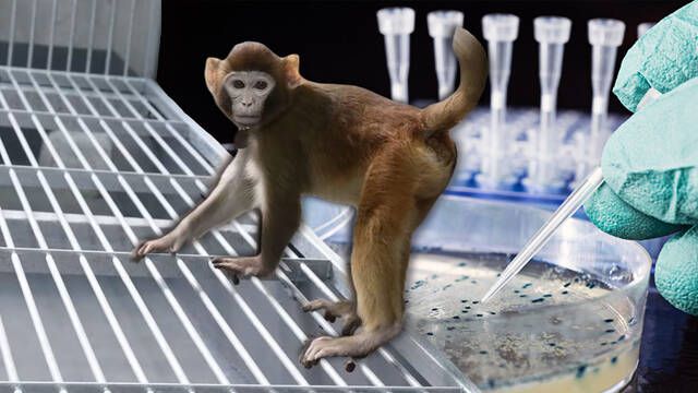Cientficos chinos clonan un mono con una tcnica diferente a la de la oveja Dolly que podra usarse en humanos