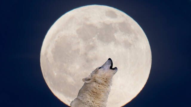 Llega la luna llena del Lobo y se podr ver en Espaa: Cundo y a qu hora?