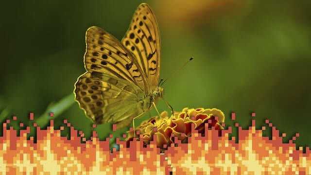Las mariposas espaolas estn en peligro de extincin a pesar de ser las que mejor se adaptan al cambio climtico