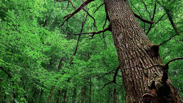 Corta un roble ca�do y descubre una 'c�psula' del tiempo del siglo XVII: est� valorada en 75.000 euros