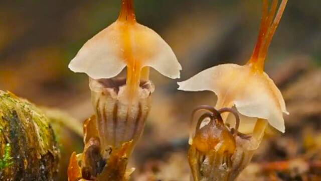 Descubren una extra�a 'planta par�sito' en un rec�ndito rinc�n del mundo: 'Hab�a 20 en un espacio de apenas 4 km cuadrados'