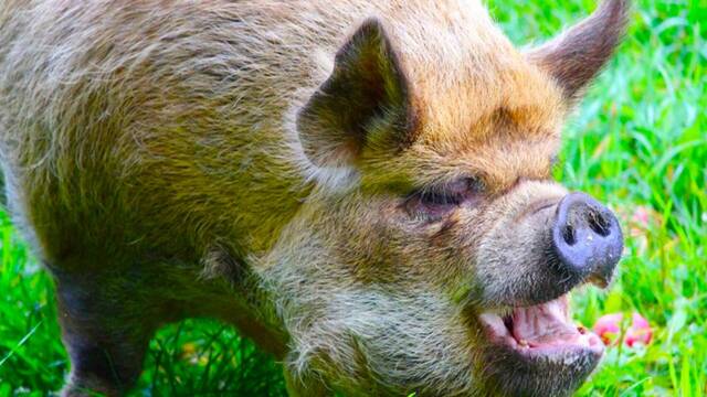 La plaga de 'supercerdos' de 300kg expande su devastaci�n y amenaza la estabilidad de EE.UU con graves enfermedades