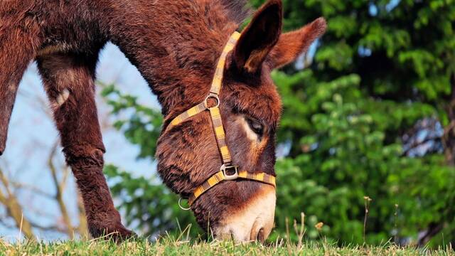 Ni perros ni vallas el�ctricas: los burros se imponen como guardianes baratos y eficaces frente a lobos y zorros en el campo