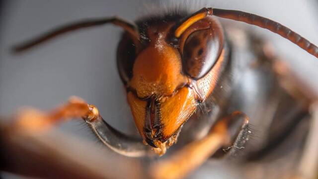 Millones de 'avispas invasoras' arrasan en EE.UU: devora millones de �rboles y alerta a los cient�ficos ante una crisis mundial