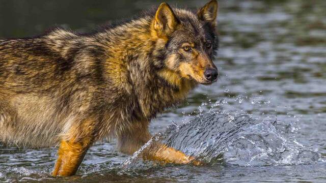 Los lobos costeros de Canad� muestran inteligencia adaptativa: nadan sin miedo, manipulan trampas humanas y roban cebos marinos