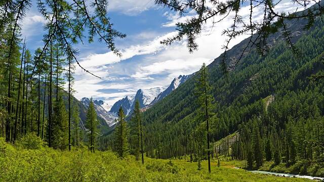 Un bosque colosal y desconocido cubre 12 millones de kil�metros cuadrados, atraviesa continentes y es m�s grande que el Amazonas