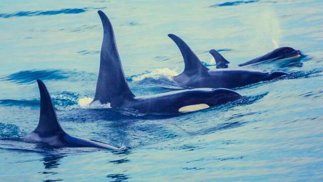 El superdepredador marino aumenta sus ataques alrededor de Espa�a y los expertos advierten: 'No se puede escapar de este animal'