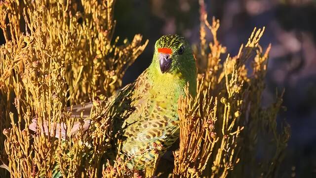 Bi�logos australianos descubren un p�jaro �fantasma� que cre�an extinto hace m�s de 100 a�os: �Canta imitando el sonido de un te
