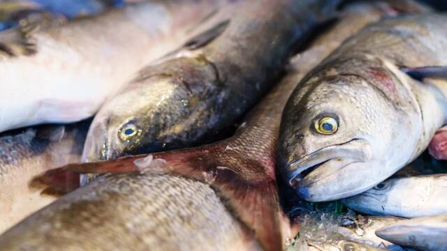 Investigadores canarios detectan por primera vez en Espa�a una microalga t�xica en el 75 % del pescado analizado