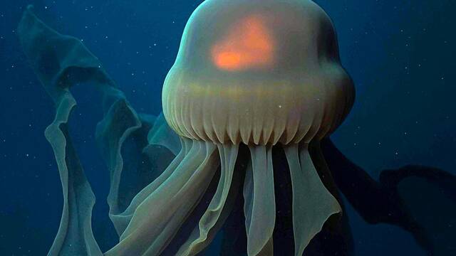 El oc�ano oculta una criatura gigante: extremidades de m�s de 10 metros y desaf�a lo que sabemos de la vida marina