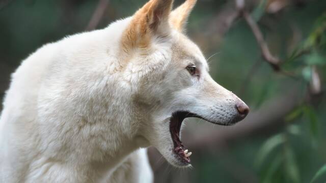 Ni perro ni lobo: el depredador carn�voro que empuja a Australia a construir una valla de 5.600 km como protecci�n