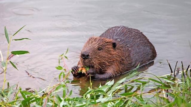 EE.UU. tiene un nuevo aliado para superar la crisis por falta de agua, los castores: 'Afecta al 99% de los principales r�os'