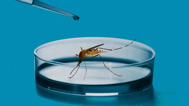 Millones de mosquitos gen�ticamente alterados fracasan en �frica: paralizan ensayos y causan el cierre de laboratorios