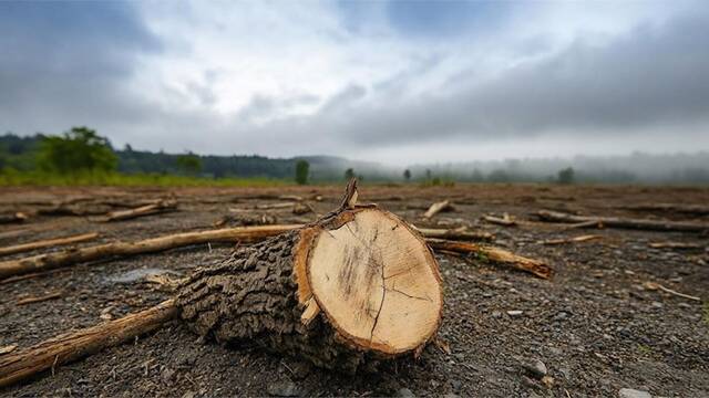 Europa tala millones de �rboles e inunda campos agr�colas para revivir los humedales de 14.000 a�os y bloquear emisiones de CO2