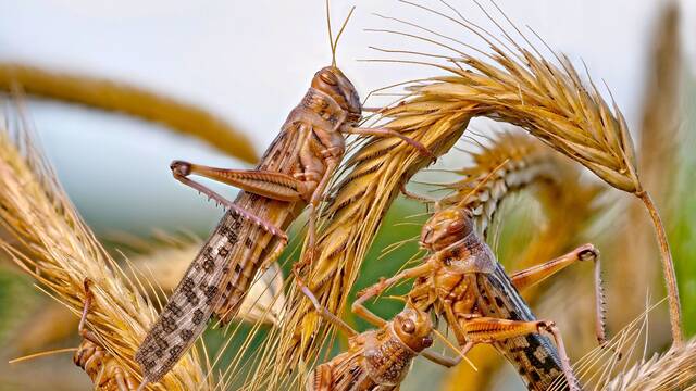 Miles de millones de langostas devoran �frica: una nueva crisis agr�cola, hambruna y una 'plaga b�blica' fuera de control