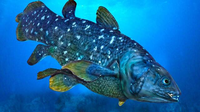 Es oficial: un equipo de buzos franceses captan a un celacanto vivo a 145 metros, un hallazgo hist�rico en su h�bitat natural