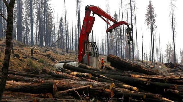 Estados Unidos tala millones de �rboles e inunda cultivos para salvar al salm�n de la extinci�n en los r�os