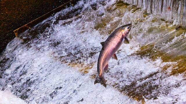Alemania destruye 120 presas y libera kil�metros de r�os para el regreso del salm�n y la anguila tras 100 a�os de casi extinci�n