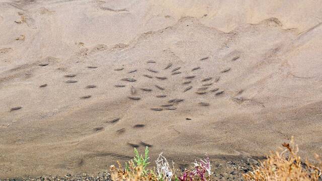 El pez m�s raro del mundo vive en un charco t�xico a 33 grados en mitad de un desierto y los cient�ficos temen por su extinci�n