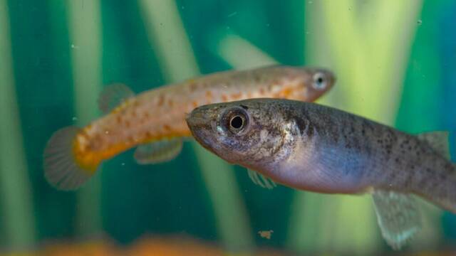 Ni agua ni ox�geno: el extra�o pez que sobrevive meses oculto en troncos y respira a trav�s de la piel desafiando a la ciencia