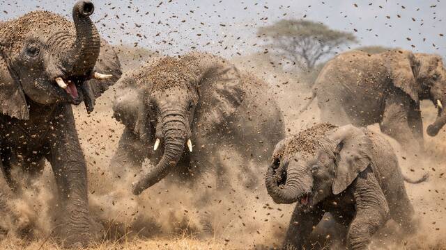 Millones de abejas fracasan en Kenia: colmenas evitan el ataque de miles de elefantes el 86% de las veces pero la sequ�a gana