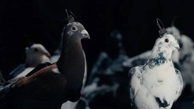 Crece la preocupaci�n en Europa: Rusia transforma palomas en 'drones vivientes' con chips cerebrales para la vigilancia urbana