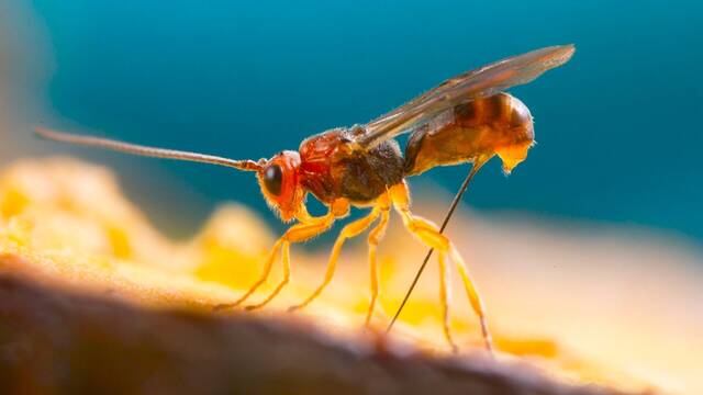 Millones de avispas parasitarias congeladas salvan una isla: exterminan plagas, evitan la extinci�n y protegen miles de �rboles
