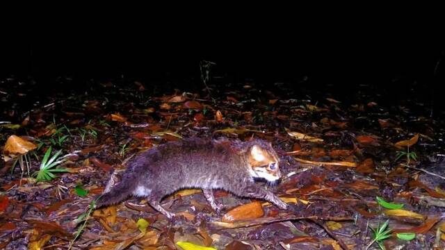 Confirmado por la ciencia: inmortalizan a un extra�o animal que todos cre�an oficialmente extinto desde hace 30 a�os