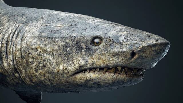 La ciencia, m�s cerca de la inmortalidad: descifran el secreto del tibur�n de Groenlandia que vive 400 a�os sin c�ncer